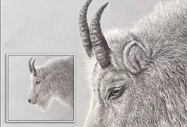 Scratchboard Goat Portrait