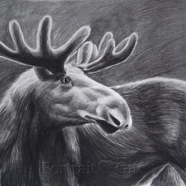 Deer Pencil Sketch