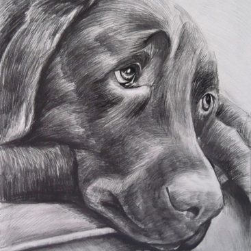 Dog Pencil Drawing Portrait