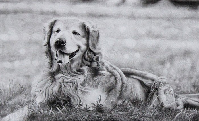 Dog Pencil Sketch Portrait