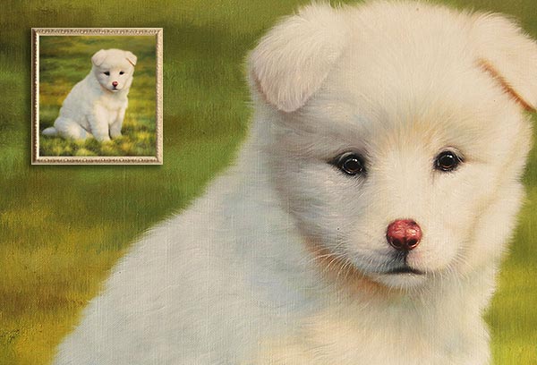 Dog Portrait with Solid Background