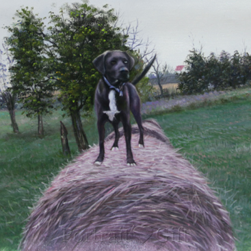 Cool Black Dog Portrait