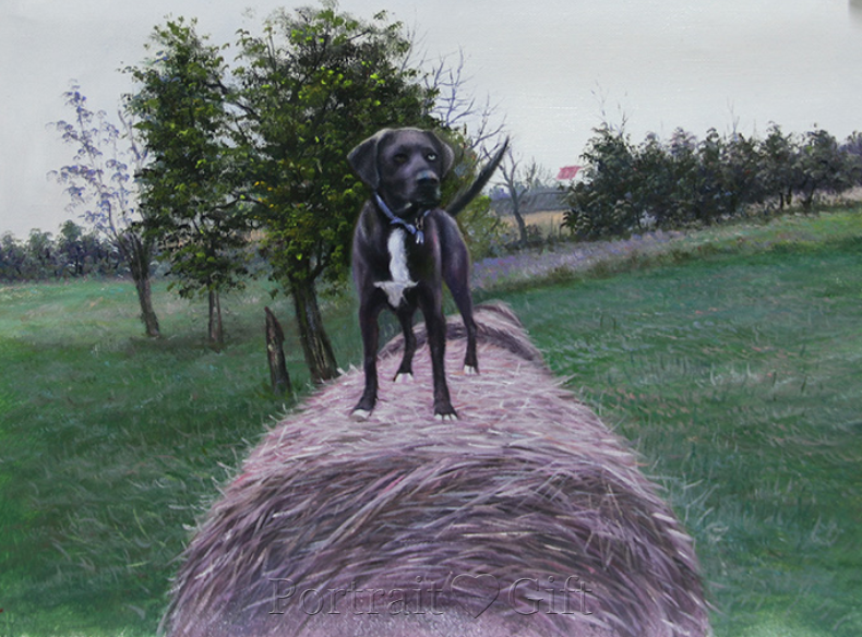 Cool Black Dog Portrait