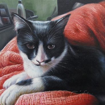 Cat on a Red Blanket