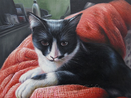 Cat on a Red Blanket