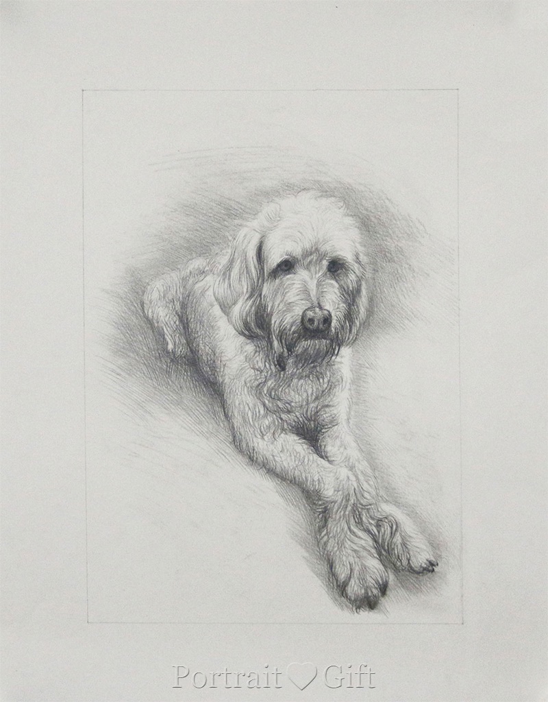 My Cute Dog Portrait 2