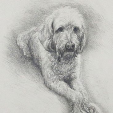 My Cute Dog Portrait