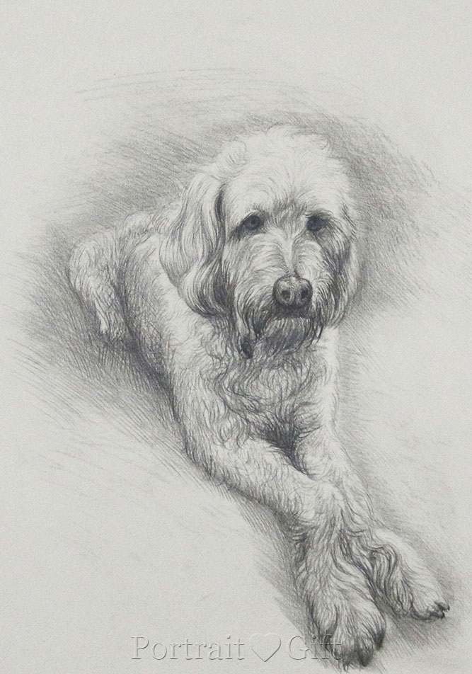 My Cute Dog Portrait