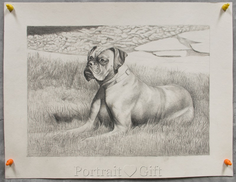 Dog Looking Far Away 2