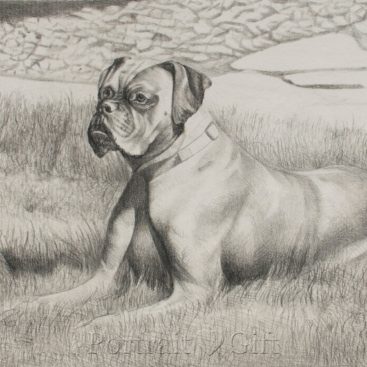 Dog Looking Far Away