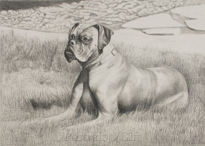 Dog Looking Far Away