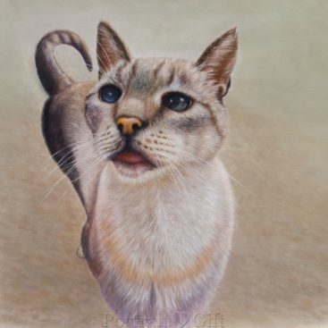 Cat Waiting for the Owner